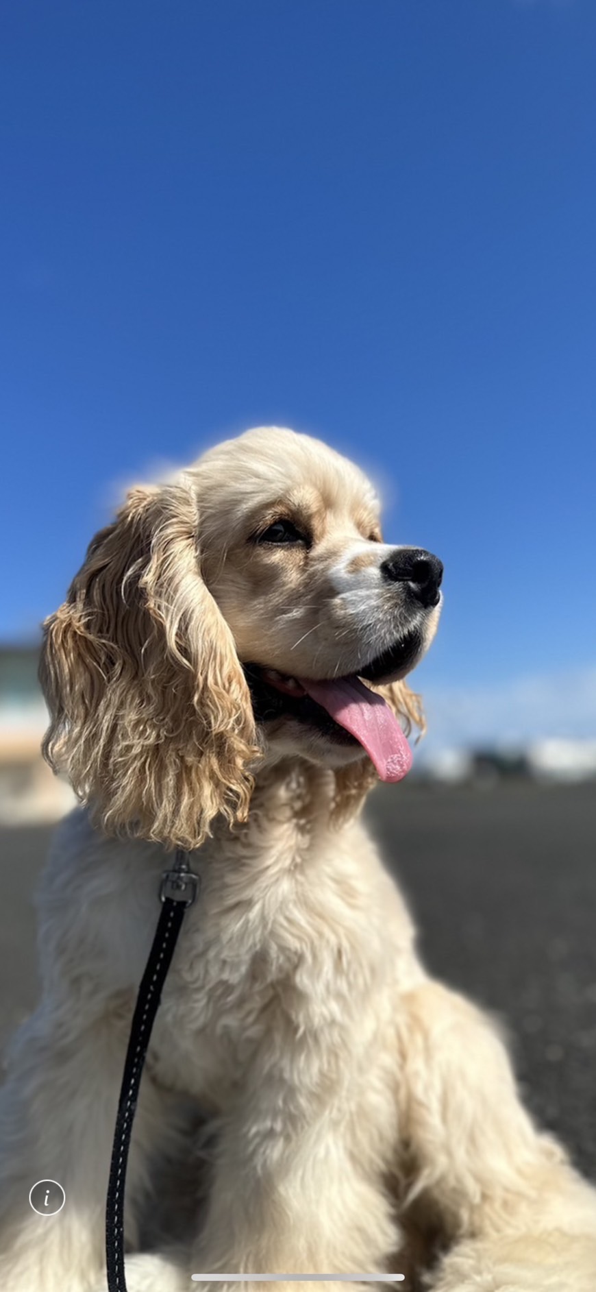 ココナッツママ