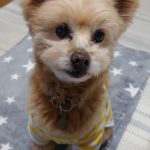 ミックス クッキー