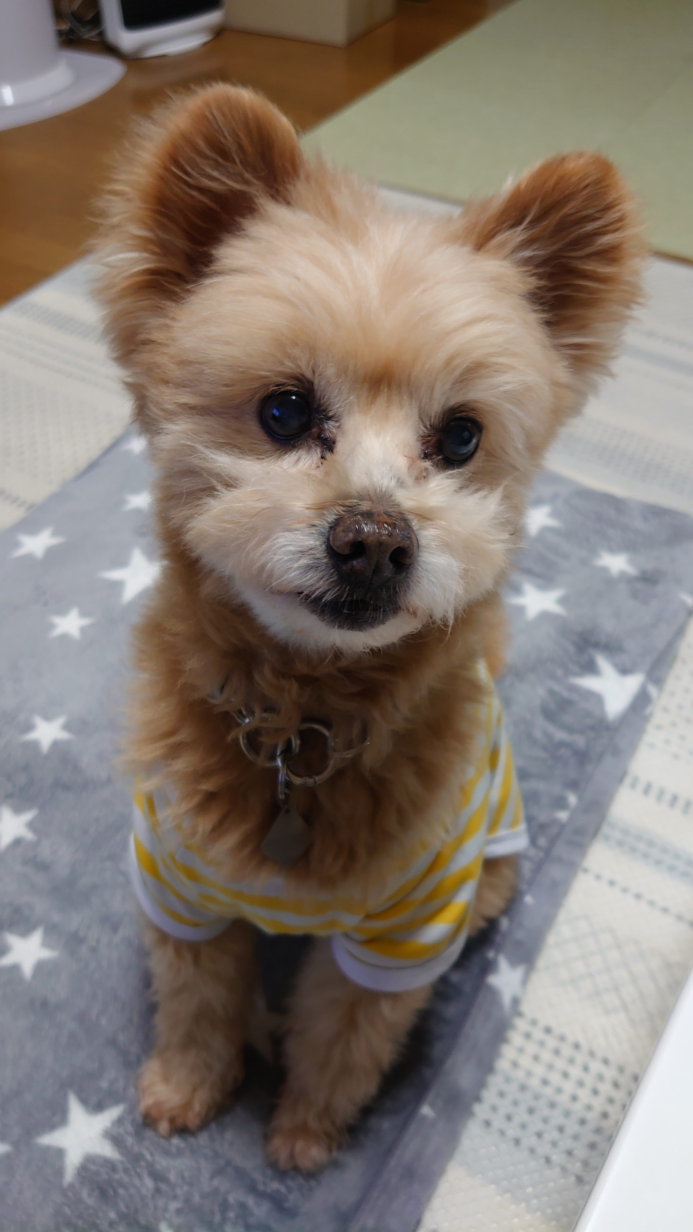 ミックス クッキー