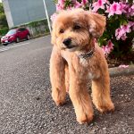 sandy（サンディ）