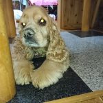 ノア(のんちゃん)