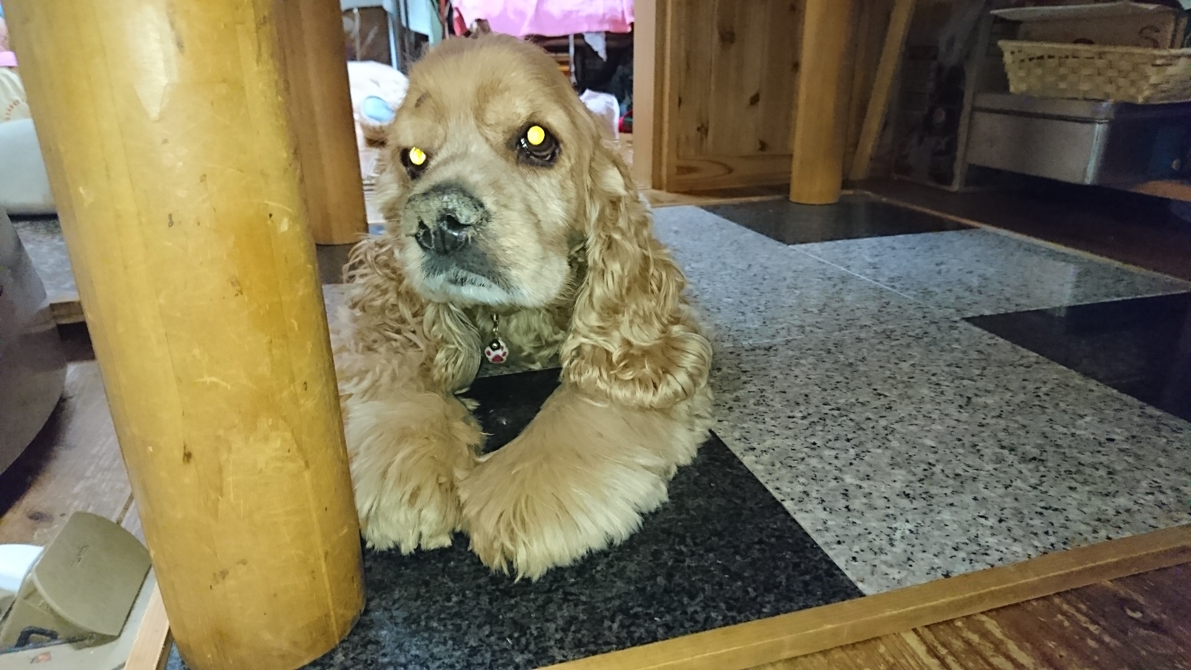 ノア(のんちゃん)