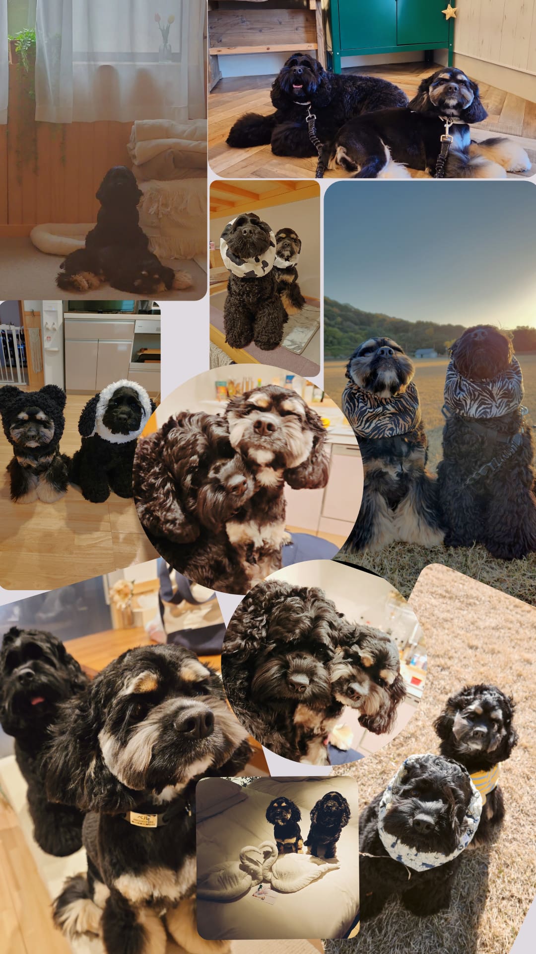 リリィベル(あゆみ)