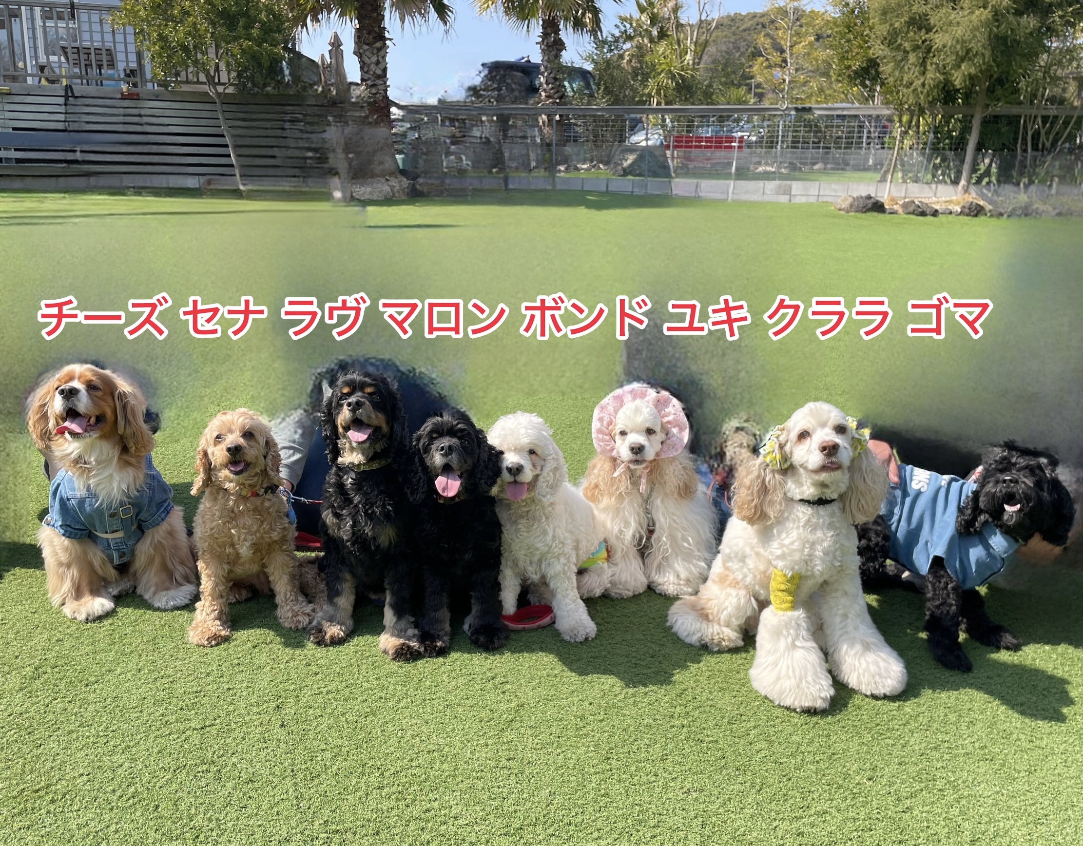 ボンパパ