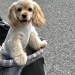 サクラメント-ルルー