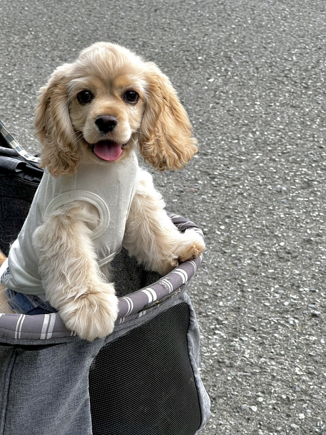 サクラメント-ルルー