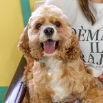 ジャッキー・ダンディライオンフラフ