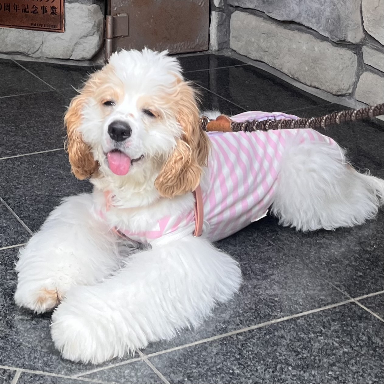 あんちゃんmamaズ