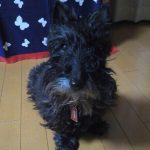 ココ (スコティッシュテリア)