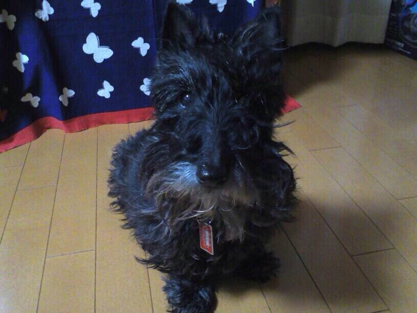 ココ (スコティッシュテリア)