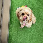 Maddie（マディ）