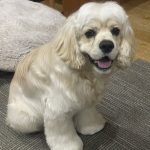 ボンド