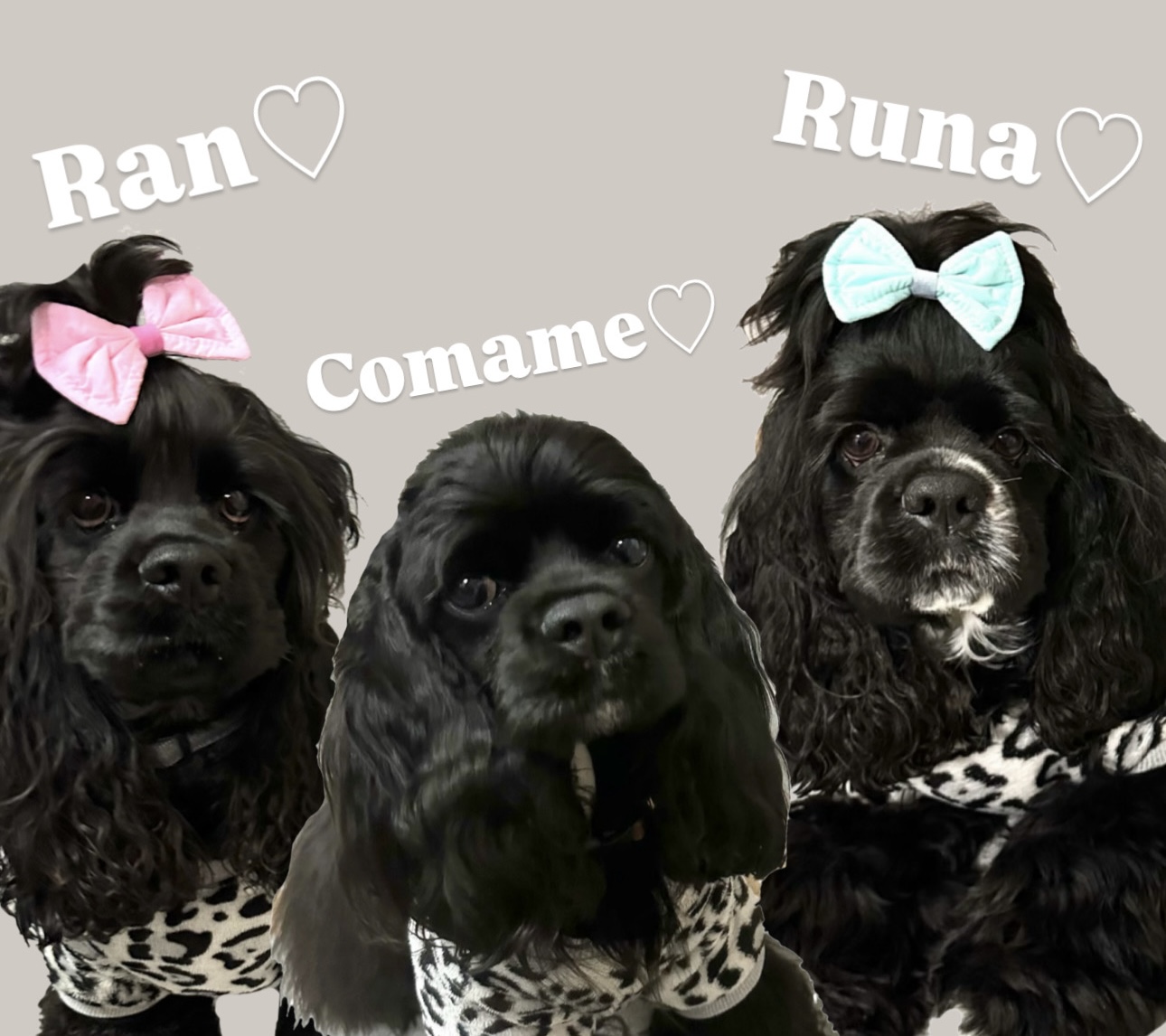 コマメランルナmama