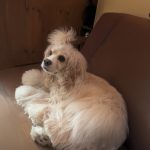 ミルティ（アメコカ　バフ）