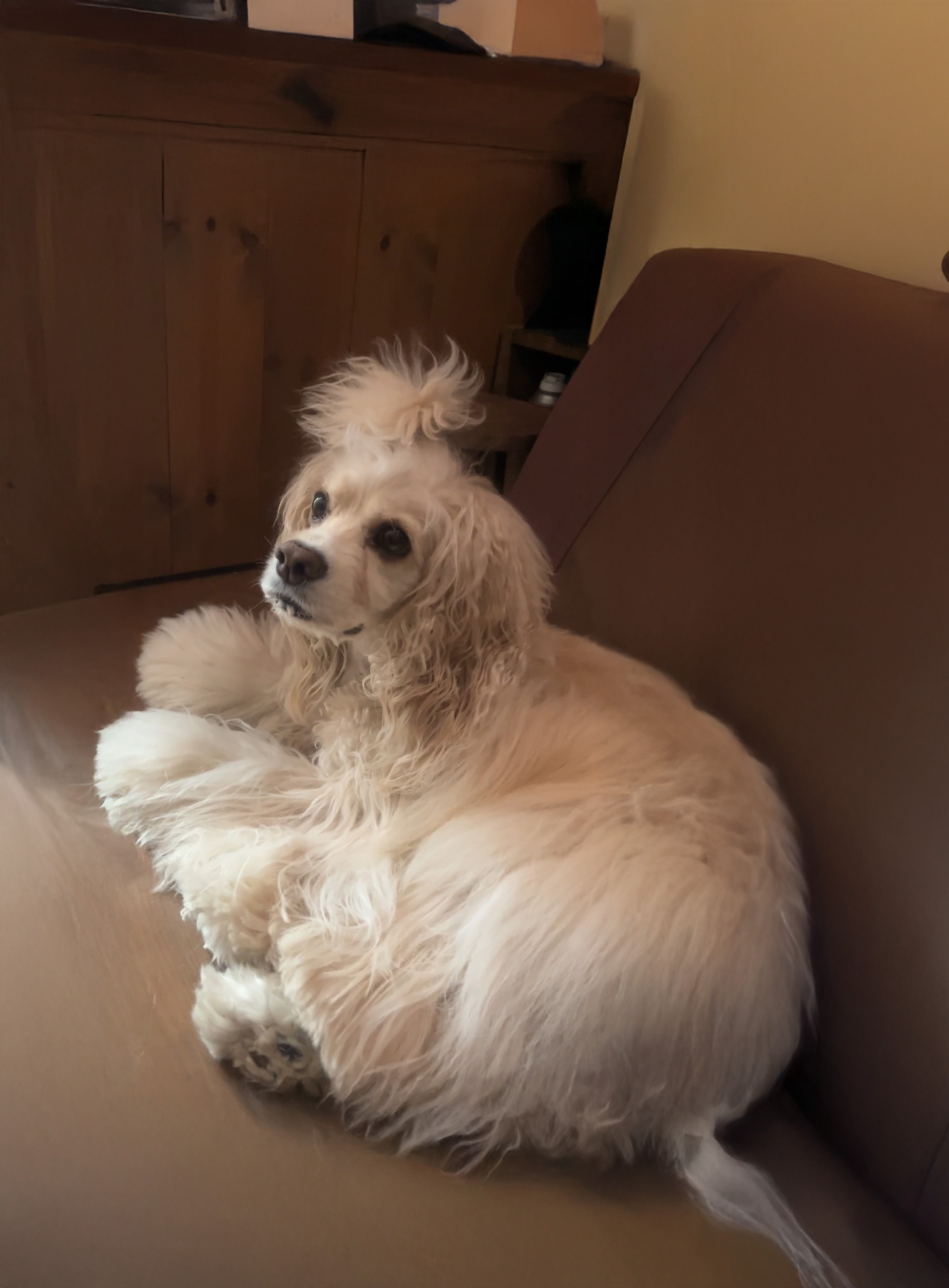 ミルティ（アメコカ　バフ）