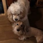 チャティ　（ミニチュアダックス）