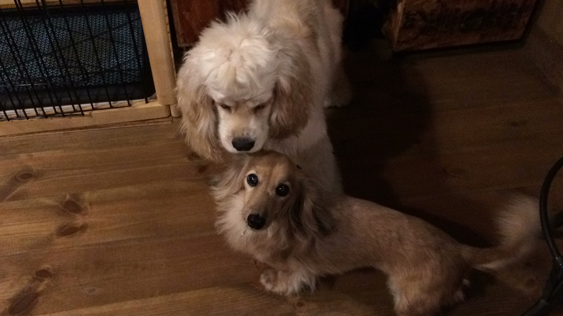 チャティ　（ミニチュアダックス）