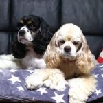 クッキー(左)&チョコ(右)