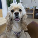 ふぁーふぁ