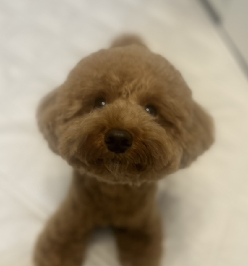 ブラン